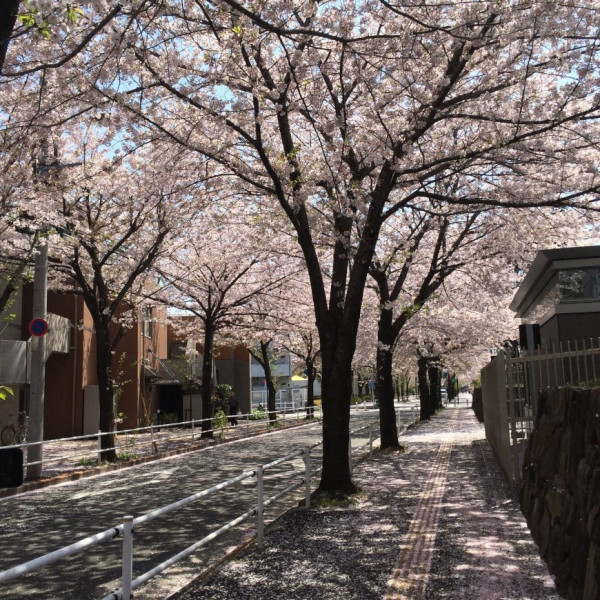 Личный опыт. Моя Япония: от любви до ненависти – и снова до любви